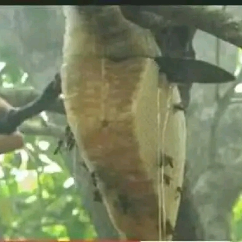Sunderboner modu