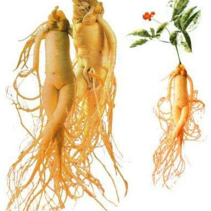 Ginseng power food
